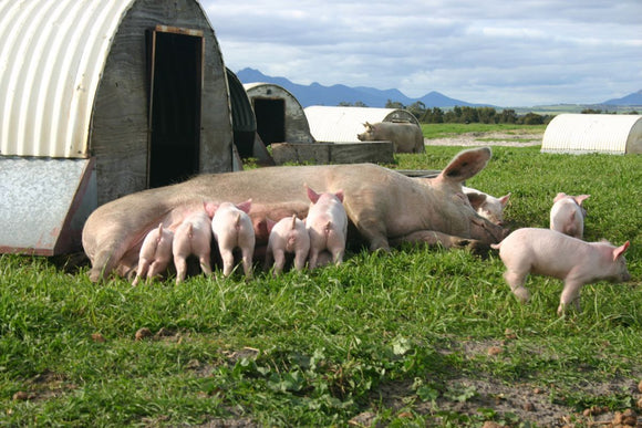PORK - Certified Free Range