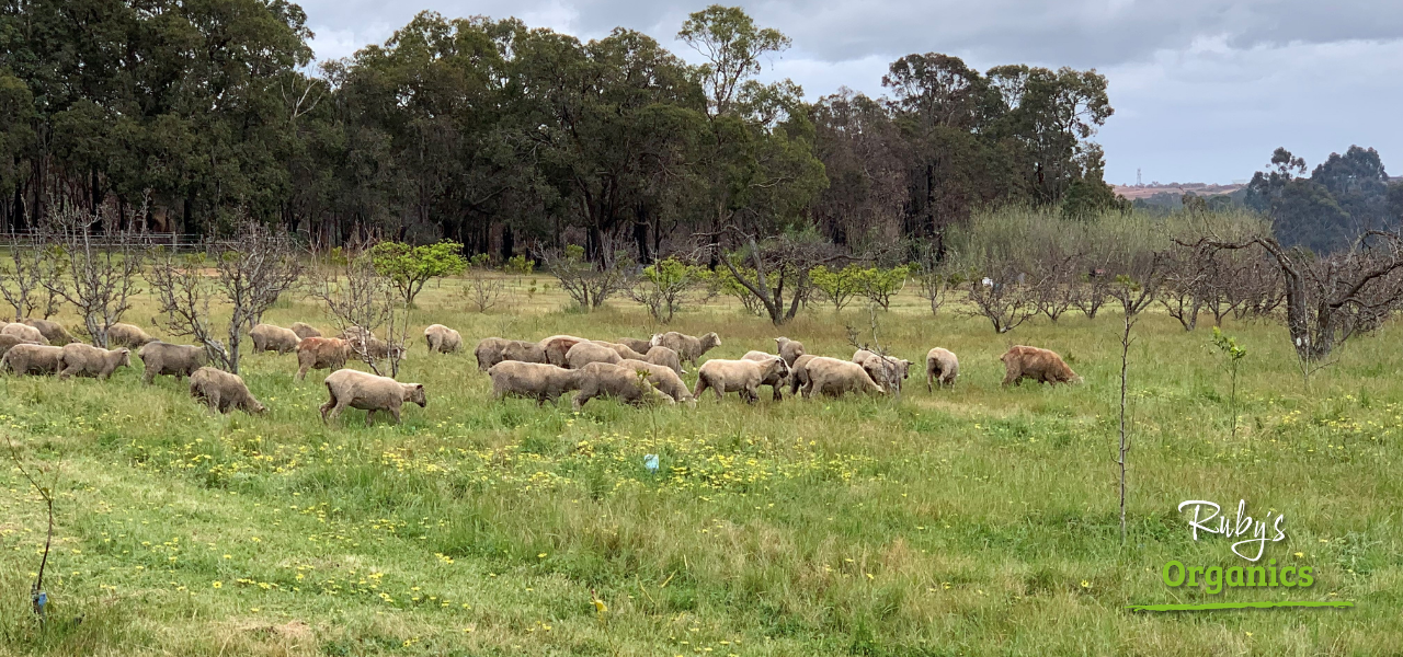 Rubys Organics - Farm and Producer Direct Home Deliveries